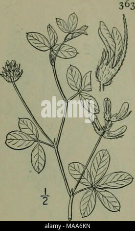 . Eine Illustrierte Flora von der nördlichen USA, Kanada und die britischen Besitzungen: von Neufundland zu den Parallelen der südlichen Grenze von Virginia und vom Atlantik westwärts nach dem 102 Meridian. Stockfoto