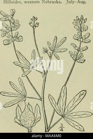 . Eine Illustrierte Flora von der nördlichen USA, Kanada und die britischen Besitzungen: von Neufundland zu den Parallelen der südlichen Grenze von Virginia und vom Atlantik westwärts nach dem 102 Meridian. Stockfoto