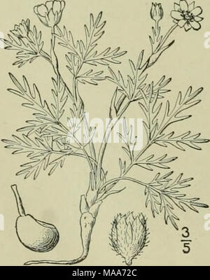 . Eine Illustrierte Flora von der nördlichen USA, Kanada und die britischen Besitzungen: von Neufundland zu den Parallelen der südlichen Grenze von Virginia und vom Atlantik westwärts nach dem 102 Meridian. 19. Potentilla multifida L. Cut-leaved Cinquefoil. Abb. 2245. Potentilla multifida L. Sp. PI. 496. 1753. Mehrjährig, Stängel mehrere oder viele von der caudex, niedrig, asceding oder Verbreitung, appressed - seidig. Nebenblätter groß, lanzettlich, zugespitzt, scarious, Braun; verlassen? Pinnately S-g-foliolate, gräulich-Tomentose unter, glabrate oben; Blättchen fein unterteilt, die in der Nähe der Mittelrippe int Stockfoto