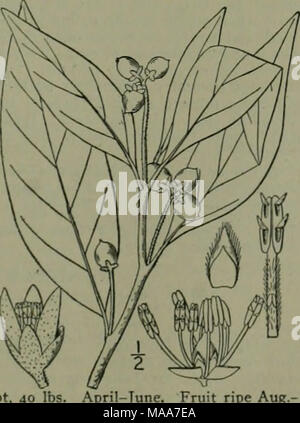 . Eine Illustrierte Flora von der nördlichen USA, Kanada und die britischen Besitzungen: von Neufundland zu den Parallelen der südlichen Grenze von Virginia und vom Atlantik westwärts nach dem 102 Meridian. Stockfoto