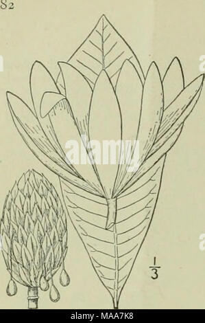 . Eine Illustrierte Flora von der nördlichen USA, Kanada und die britischen Besitzungen: von Neufundland zu den Parallelen der südlichen Grenze von Virginia und vom Atlantik westwärts nach dem 102 Meridian. MAGNOLIACEAE. 3. Magnolia tripetala L. Regenschirm - oder Cucum-ber-Baum. Lyck - Holz. Abb. 1847. Magnolia trifetala L. Sp. PI. Ed. 2, 756. 1763. Magnolia virginiana var. tripetala L. Sp. PI. 536. 1753. Magnolia Regenschirm Lam. Encycl. 3; 673. 1789. A. Baum 20°-45° hoch, trunk 4-18' im Durchmesser. Blattknospen kahl; Blätter clustered auf den Gipfeln der blühenden Zweigen, i°-ij° lon Stockfoto