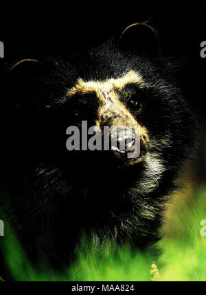 . Ecuador: Serranías Cofán-Bermejo, Sinangoe. Stockfoto