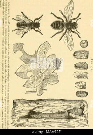 . Ökonomische Entomologie für den Landwirt und Winzer. Galerien in den Wald von Plätzen und Gebäuden von Landhäusern. Nichts wird, indem Sie ausführliche Beschreibungen zu diesen solitären Bienen gewonnen werden, da sich Ihre allgemeine Gewohnheiten sind praktisch Stockfoto