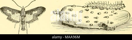 . Ökonomische Entomologie für den Landwirt und Winzer. Die essiggurke - Motli, Margaronia nitidalis, und deren Larven; letztere auf einer kleinen Gurken, die bei b gegessen hatten gezeigt. Insekten haben, daher ist keine Erscheinung der Zusammenhang mit dem Looper, oder Geometridce oder. Viele, vielleicht die meisten der Raupen sind Spinner, und leben oft in gefalteten Blätter zusammen mit ein paar Gewindegänge mehr oder weniger verdeckt, oder in Röhren über oder unter Stockfoto