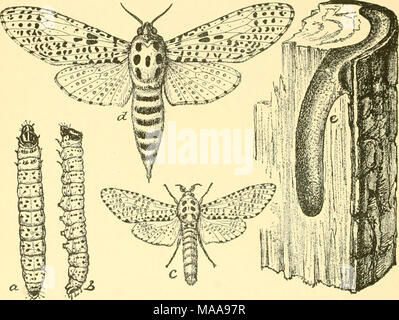 . Ökonomische Entomologie für den Landwirt und Winzer. Das Holz "Leopard Moth, "Zeuzera pyrina. - a, b, Larve, von oben und von der Seite, etwa die Hälfte gewachsen; c, männlich, weiblich, d, e, Larven Burrow, zeigt die Tendenz der ausgewachsenen Caterpillar seine Nahrung zu Gürtel. Profitieren; aber es wird noch Jahre lang stetig arbeiten die Insekten in einigen unserer Städte zu vermindern, und sie als eine Quelle der Gefahr für die Schatten- Bäume zu entfernen. In der idimWy Noctzcidce, oder "Owlet - Motten, "wir haben eine große Anzahl von Arten, und unter ihnen viele, die unangenehm sind, der Landwirt. Die Motten sind, wie Stockfoto