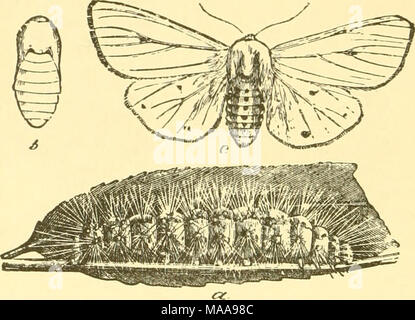 . Ökonomische Entomologie für den Landwirt und Winzer. spilosoma virginica, der weiße Hermelin Motte.-a, Larve, Puppe; b; c, Erwachsener. Diese Raupe durch die zentralen Teile der Karosserie rot-braun erkannt werden können, während Sie den vorderen und hinteren Segmenten schwarz sind. Dies führt zu einem gleichmäßig bräunlich-gelben Motte. Alle Motten fliegen in der Nacht, und sind aber selten während des Tages gesehen und alle Raupen, wo Sie lästig, sind innerhalb der Reichweite des arsenite. Eine Ausnahme von der allgemeinen Fütterung Gewohnheit wir in Hyphayi finden - Tria cnnca, die Raupe als die &quo bekannt ist. Stockfoto