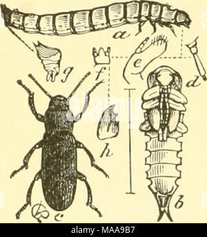. Ökonomische Entomologie für den Landwirt und Winzer. Die Mahlzeit - Wurm, Tenebrio Molitor.-a, Larve, Puppe; b; c; d Xo k, baulichen Details. Stockfoto