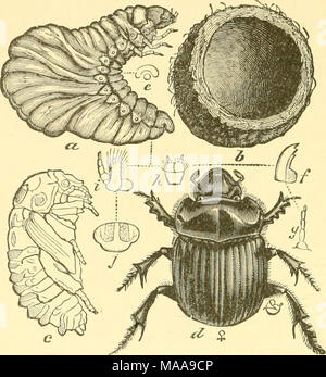 . Ökonomische Entomologie für den Landwirt und Winzer. Ein "Tumble-bug", copris Carolina.-a, larv-a; Zelle, in der er lebte; c, Puppe; d, weibliche Käfer baulichen Details. Abb. b, e bis i. Stockfoto