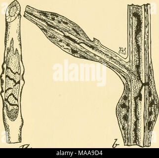 . Ökonomische Entomologie für den Landwirt und Winzer. ' - Gall Teekocher.-a, Galle am Anfang zu bilden, die in den letzten Bohrungen; b, Abschnitt durch einen alten Stamm der Charakter der Galle zu zeigen. schießt bewirkt, dass der Tod der jungen Larven, die in der Lage sind, abgestorbenes Holz zu bestehen, und Fußlosen nicht in der Lage sind, neue Halme zu migrieren. Eine andere Art von Agrilus ernsthaft schädigenden in Teilen der Osten der Vereinigten Staaten ist die "sinuate Birne - Borer, "A. sinuatus, aus Europa in den letzten Jahren importiert. Diese Feeds zwischen Rinde und Holz im pear-Bäume, die immens lange Zick-zack-Galerien, Stockfoto