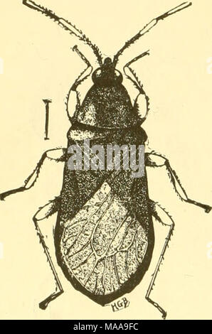 . Ökonomische Entomologie für den Landwirt und Winzer. Stockfoto