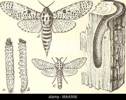 . Ökonomische Entomologie für den Landwirt. . Das Holz "Leopard Moth, "Zeuzera pyrina. - a, b, Larve, von oben und von der Seite, etwa die Hälfte gewachsen; c, männlich, weiblich, d, e, Larven Burrow, zeigt die Tendenz der ausgewachsenen Caterpillar seine Nahrung zu Gürtel. Profitieren; aber es wird noch Jahre lang stetig arbeiten die Insekten in einigen unserer Städte zu vermindern, und sie als eine Quelle der Gefahr für die Schatten- Bäume zu entfernen. In der i^imAy JVochddcs, oder "Owlet - Motten, "wir haben eine große Anzahl von Arten, und unter ihnen viele, die unangenehm sind, der Landwirt. Die Falter sind in der Regel düstere gr Stockfoto