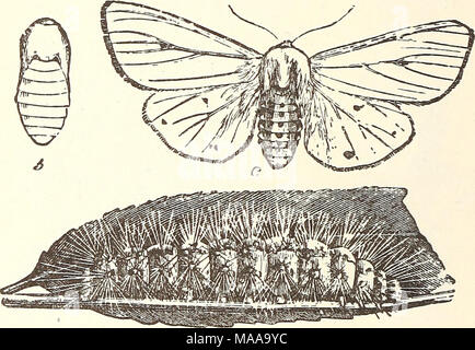 . Ökonomische Entomologie für den Landwirt. . A: Spilosoma virgmica, der weiße Hermelin Motte.-a, Larve, Puppe; b; c, Erwachsener. Dieser Caterpillar kann durch die zentralen Teile der Karosserie rot-braun anerkannt, während die vorderen und hinteren Segmenten schwarz sind. Dies führt zu einem gleichmäßig bräunlich-gelben Motte. Alle Motten fliegen in der Nacht, und sind aber selten während des Tages gesehen und alle Raupen, wo Sie lästig, sind innerhalb der Reichweite des arsenite. Eine Ausnahme von der allgemeinen Fütterung Gewohnheit wir in Hyphan finden - Tria amea, die Raupe als den "Fall web bekannt ist - werde Stockfoto