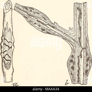 . Ökonomische Entomologie für den Landwirt. . Blackberry - gall Teekocher.-a, Galle am Anfang zu bilden, die in den letzten Bohrungen; h, Abschnitt durch einen alten Stamm der Charakter der Galle zu zeigen. schießt bewirkt, dass der Tod der jungen Larven, die in der Lage sind, abgestorbenes Holz zu bestehen, und Fußlosen nicht in der Lage sind, neue Halme zu migrieren. Eine andere Art von Agrilus ernsthaft schädigenden in Teilen der Osten der Vereinigten Staaten ist die "sinuate Birne - Borer, "A. sinuatus, aus Europa in den letzten Jahren importiert. Diese Feeds zwischen Rinde und Holz im pear-Bäume, die immens lange Zick-zack-Galerien, Zusammenfassungstyp auf "Zunehmend" Stockfoto