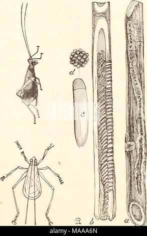 . Ökonomische Entomologie für den Landwirt. . Feld - Kricket, Gryllus Arten. 1 F: x &Amp;&amp;-zxciQ., CEcanthus niveuii, Weibchen von der Seite, Mann von oben.-a, Black Zuckerrohr zeigen ei Punktionen; b, das Gleiche, Split, die Anordnung der Eier zu zeigen; c, Ei, sehr stark vergrößert; d, dessen Spitze, noch mehr vergrößert. immer eine einfache Aufgabe, die Proben zu erfassen. Es gibt weniger Probleme im Herbst, wenn das Weibchen ist ovipositing in warmen, sandige Plätze, und das Männchen schaut Ihr, das Aufrechterhalten einer konstanten sing-ing während der Operation. In der Regel ist die Art der Winter im Ei Zustand, aber occasionall Stockfoto