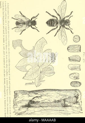 . Ökonomische Entomologie für den Landwirt und der Obstbauer, und für die Verwendung als Text-Buch in der landwirtschaftlichen Schulen und Hochschulen;. Galerien in den Wald von Plätzen und Gebäuden von Landhäusern. Nichts wird, indem Sie ausführliche Beschreibungen zu diesen solitären Bienen gewonnen werden, da sich Ihre allgemeine Gewohnheiten sind praktisch Stockfoto