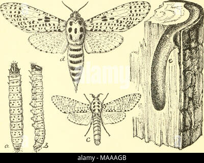 . Ökonomische Entomologie für den Landwirt und der Obstbauer, und für die Verwendung als Text-Buch in der landwirtschaftlichen Schulen und Hochschulen;. Das Holz "Leopard Moth, "Zeuzera pyrina. - a, b, Larve, von oben und von der Seite, etwa die Hälfte gewachsen; c, männlich, weiblich, d, e, Larven Burrow, zeigt die Tendenz der ausgewachsenen Caterpillar seine Nahrung zu Gürtel. Profitieren; aber es wird noch Jahre lang stetig arbeiten die Insekten in einigen unserer Städte zu vermindern, und sie als eine Quelle der Gefahr für die Schatten- Bäume zu entfernen. Im {: ^meine 'octuida", oder "Owlet - Motten, "wir haben eine große Anzahl von Arten, und unter. Stockfoto