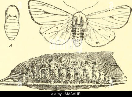 . Ökonomische Entomologie für den Landwirt und der Obstbauer, und für die Verwendung als Text-Buch in der landwirtschaftlichen Schulen und Hochschulen;. Spi/osonia viio^ Inica. Die weißen Hermelin Motte.-a, Larve, Puppe; b; r, Erwachsener. Dieser Caterpillar durch haing die zentralen Teile der Karosserie rot-braun erkannt werden können, während Sie den vorderen und hinteren Segmenten schwarz sind. Dies führt zu einem gleichmäßig bräunlich-gelben Motte. Alle Motten fliegen in der Nacht, und sind aber selten während des Tages gesehen und alle Raupen, wo Sie lästig, sind innerhalb der Reichweite des arsenite. Eine Ausnahme von der allgemeinen Fütterung Gewohnheit Wir finden Stockfoto