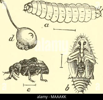 . Ökonomische Entomologie für den Landwirt und der Obstbauer, und für die Verwendung als Text-Buch in der landwirtschaftlichen Schulen und Hochschulen;. Pflaume - curculio, iirini Cotiotraclir/ns-Phar-A, Larve, Puppe; 3; c, Erwachsener; Luni, show-ing ein Halbmond markieren. Blätter von Pflaume, Pfirsich, Aprikose, Kirsche, Apfel und Birne. Wenn die Frucht gesetzt hat und von der Größe eines Marmor geworden, das Insekt ist ein halbmond-förmigen Schlitz, erhebt eine kleine Klappe aus der sur-Rundung Gewebe und in diesem Es legt ein^%" g. Letztere Luken in ein paar Tagen, aber die weißlichen, grub - wie Larve Bohrungen auf einmal die Samenkapsel, wodurch die Frucht zu Fal Stockfoto