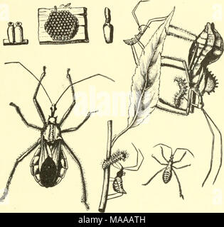 . Ökonomische Entomologie für den Landwirt und der Obstbauer, und für die Verwendung als Text-Buch in der landwirtschaftlichen Schulen und Hochschulen;. Das Rad-bug, Prionidus crhtatus, in allen seinen Phasen; natürliche Größe. zahlen. Wobei es insgesamt, finden wir in dieser Familie vor allem Formen, die dem Landwirt von Vorteil sind. Es gibt ein paar andere gängige Arten, auch im Charakter räuberisch, aber viel kleiner und schlanker als der Zedenten, der Familie Nabidcz. Unsere gemeinsame Arten der Gattungen Nabis und Coriscus in der Farbe gelblich sind, über tened und ziemlich aufgeraut, mit langen Beinen, aber auch andere - Klug Stockfoto