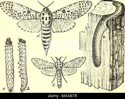 . Ökonomische Entomologie für den Landwirt und Winzer [microform]: und für die Verwendung als Text-Buch in der landwirtschaftlichen Schulen und Hochschulen. Das Holz "Leopard Moth, "Zeuzera pyrina. - a, b, Larve, von oben und von der Seite, etwa die Hälfte gewachsen; c, männlich, weiblich, d, e, Larven Burrow, zeigt die Tendenz der ausgewachsenen Caterpillar seine Nahrung zu Gürtel. Profitieren; aber es wird noch Jahre lang stetig arbeiten die Insekten in einigen unserer Städte zu vermindern, und sie als eine Quelle der Gefahr für die Schatten- Bäume zu entfernen. Im {? iViAY Nodiiida; oder "Owlet - Motten, "wir haben eine große Anzahl von Spezies, und Stockfoto