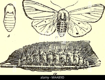 . Ökonomische Entomologie für den Landwirt und Winzer [microform]: und für die Verwendung als Text-Buch in der landwirtschaftlichen Schulen und Colleges. spilosoma viri^ itiica, der weiße Hermelin Motte.-a, Larve, Puppe; b; c, Erwachsener. Diese Raupe durch die zentralen Teile der Karosserie rot-braun erkannt werden können, während Sie den vorderen und hinteren Segmenten schwarz sind. Dies führt zu einem gleichmäßig bräunlich-gelben Motte. Alle Motten fliegen in der Nacht, und sind aber selten während des Tages gesehen und alle Raupen, wo Sie lästig, sind innerhalb der Reichweite des arsenite. Eine Ausnahme von der allgemeinen Fütterung habi Stockfoto