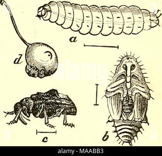 . Ökonomische Entomologie für den Landwirt und Winzer [microform]: und für die Verwendung als Text-Buch in der landwirtschaftlichen Schulen und Hochschulen. Pflaume - curculio, Conotrachelus nenu-Phar-A, Larve, Puppe; b; c; d, Käfer an der Arbeit über eine junge Pflaume, show-ing ein Halbmond markieren. Blätter von Pflaume, Pfirsich, Aprikose, Kirsche, Apfel und Birne. Wenn die Frucht gesetzt hat und von der Größe eines Marmor geworden, das Insekt ist ein halbmond-förmigen Schlitz, erhebt eine kleine Klappe aus der sur-Rundung Gewebe und in diesem Es legt ein&amp;%' g. Letztere Luken in ein paar Tagen, aber die weißlichen, grub - wie Larve Bohrungen auf einmal dem Stockfoto