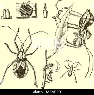 . Ökonomische Entomologie für den Landwirt und Winzer [microform]: und für die Verwendung als Text-Buch in der landwirtschaftlichen Schulen und Hochschulen. Das Rad-bug, Pttonidus ciisiatiis, in allen seinen Phasen; natürliche Größe. zahlen. Wobei es insgesamt, finden wir in dieser Familie vor allem Formen, die dem Landwirt von Vorteil sind. Es gibt ein paar andere gängige Arten, auch im Charakter räuberisch, aber viel kleiner und schlanker als der Zedenten, der Familie Nabidcz. Unsere gemeinsame Arten der Gattungen Corisc jVad/s und 2 in Farbe gelblich sind, über tened und ziemlich aufgeraut, mit langen Beinen, aber Stockfoto