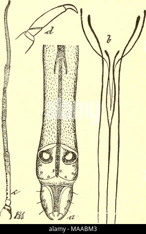 . Ökonomische Entomologie für den Landwirt und Winzer [microform]: und für die Verwendung als Text-Buch in der landwirtschaftlichen Schulen und Hochschulen. Stockfoto