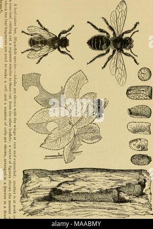 . Ökonomische Entomologie für den Landwirt und der Obstbauer, und für die Verwendung als Text-Buch in der landwirtschaftlichen Schulen und Hochschulen;. Galerien in den Wald von Plätzen und Gebäuden von Landhäusern. Nichts wird, indem Sie ausführliche Beschreibungen zu diesen solitären Bienen gewonnen werden, da sich Ihre allgemeine Gewohnheiten sind praktisch Stockfoto