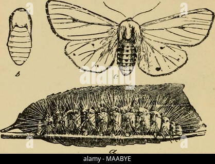 . Ökonomische Entomologie für den Landwirt und der Obstbauer, und für die Verwendung als Text-Buch in der landwirtschaftlichen Schulen und Hochschulen;. spilosoma vhginica wliite Hermelin, die Motten.-ff, Larve, Puppe; b;&lt;", Erwachsener. Diese Raupe durch die zentralen Teile der Karosserie rot-braun erkannt werden können, während Sie den vorderen und hinteren Segmenten schwarz sind. Dies führt zu einem gleichmäßig bräunlich-gelben Motte. Alle Motten fliegen in der Nacht, und sind aber selten während des Tages gesehen und alle Raupen, wo Sie lästig, sind innerhalb der Reichweite des arsenite. Eine Ausnahme von der allgemeinen Fütterung habi Stockfoto