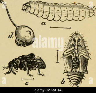 . Ökonomische Entomologie für den Landwirt und der Obstbauer, und für die Verwendung als Text-Buch in der landwirtschaftlichen Schulen und Hochschulen;. Pflaume - curculio, Conotrachelits iinnt-Phar-A, Larve, Puppe; b; r, erwachsene; (/, Käfer bei der Arbeit auf einem Jungen]) Lum, show-ing ein Halbmond markieren. Blätter von Pflaume, Pfirsich, Aprikose, Kirsche, Apfel und Birne. Wenn die Frucht gesetzt hat und von der Größe eines Marmor geworden, das Insekt ist ein halbmond-förmigen Schlitz, erhebt eine kleine flaj) aus der sur-Rundung Gewebe und in diesem Es legt ein Q^ &Lt;g. Letztere Luken in ein paar Tagen, aber die weißlichen, grub - wie Larve Bohrungen auf einmal dem siehe Stockfoto