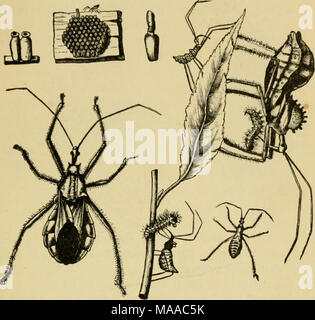 . Ökonomische Entomologie für den Landwirt und der Obstbauer, und für die Verwendung als Text-Buch in der landwirtschaftlichen Schulen und Hochschulen;. Das Rad-bug, Prionidus ciistatus, in allen seinen Phasen; natürliche Größe. zahlen. Wobei es insgesamt, finden wir in dieser Familie vor allem Formen, die dem Landwirt von Vorteil sind. Es gibt ein paar andere gängige Arten, auch im Charakter räuberisch, aber viel kleiner und schlanker als der Zedenten, der Familie Nabidce. Unsere gemeinsame Arten der Gattungen Nabis und Coriscus in der Farbe gelblich sind, über tened und ziemlich aufgeraut, mit langen Beinen, aber auch andere - wis Stockfoto