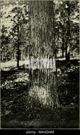 . Ökonomische Botanik von Alabama. Abb. 24. Stamm von Hicoria oi' Alis (?), 18 Zoll im Durchmesser, auf hornstein Ridge ungefähr zwei Meilen südwestlich von Bessemer, Jefferson County. November 19, 1911. Stockfoto