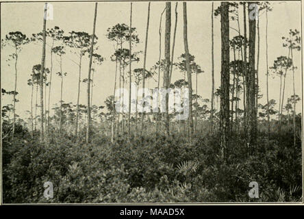 . Ökonomische Botanik von Alabama. Abb. 4. Slash Kiefer in feuchten Sand Wohnungen mit immergrünen Buschig unter - Wachstum, eine halbe Meile südlich von Orange Beach S. O., Baldwin County, 13. Juni 1912. Referenzen: - Mattoon 3, Mohr 18. Wächst in der Regel in seichten Teichen, Sümpfen, außenstellen etc., gelegentlich aber in alten Feldern und über Länder mit vergleichsweise trockenen Boden, ein Umstand, der dazu geführt, dass einige Förster vor einer Generation, zu glauben, dass es nach der langen - Blatt war Austausch Kiefer. Während der gesamten Strecke es in Regionen mit viel Regen im Sommer, die laugen die Fruchtbarkeit der Böden beschränkt ist. Ihre i Stockfoto