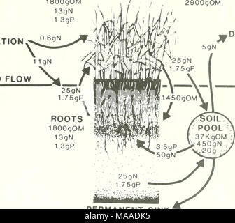. Die Ökologie der delta Sümpfe des Coastal Louisiana: eine Gemeinschaft Profil. --L âº 1450 gOM ich DENITRIFIKATION OVERLAND-FLOW 14 OgN 0 6 gP permanente Waschbecken 1 5 gN 1,75 gP Abbildung 64. Stickstoff und Phosphor Budgets für eine Mississippi deltaischen Salt Marsh (von DeLaune und Patrick 1979 angepasst). 76 Stockfoto