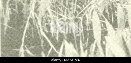 . Die Ökologie der delta Sümpfe des Coastal Louisiana: eine Gemeinschaft Profil. Stockfoto