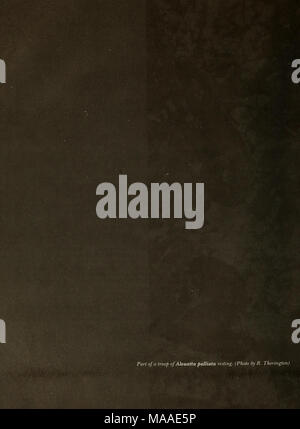 . Die Ökologie der arboreal folivores: ein Symposium an der Erhaltung und Research Center, National Zoological Park, Smithsonian Institution, Mai 29-31, 1975. Stockfoto