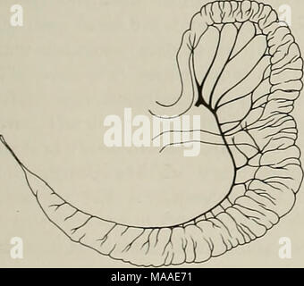 . Die Ökologie der arboreal folivores: ein Symposium an der Erhaltung und Research Center, National Zoological Park, Smithsonian Institution, Mai 29-31, 1975. Stockfoto