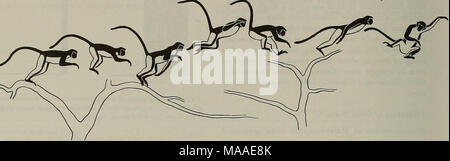 . Die Ökologie der arboreal folivores: ein Symposium an der Erhaltung und Research Center, National Zoological Park, Smithsonian Institution, Mai 29-31, 1975. Stockfoto