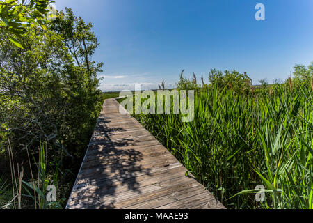 Der Küste Marschland vista Frames einen Holzsteg, der biegt und zu einem weit entfernten großen blauen Himmel Horizont erreicht, Outer Banks, North Carolina. Stockfoto