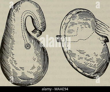 . Die Ökologie der arboreal folivores: ein Symposium an der Erhaltung und Research Center, National Zoological Park, Smithsonian Institution, Mai 29-31, 1975. Abbildung 6. Magen der Alouatta sentculus, ventral und kranial Ansichten. (Von Primaten. Vergleichende Anatomie und Taxonomie (1962). Band 5, Seite 49. W.C.O. Hill. Mit freundlicher Genehmigung des Autors). Das Hohlrad trennen der Blinddarm vom Doppelpunkt. Damit die Struktur und Kapazität des Hinterdarmes würde die notwendige Stasis von digesta für umfangreiche Gärung erforderliche Arbeitsgenehmigung. Die Form des Magens in Alouatta erheblich in re Stockfoto