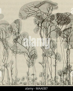 . Die Ökologie der arboreal folivores: ein Symposium gehalten an der Erhaltung und Research Center, National Zoological Park, Smithsonian Institution, Mai 29-31, 1975. ii Iti 1 L | | i Stockfoto