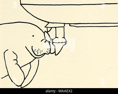 . Ökologie und Verhalten der Manatee (Trichechus Manatus) in Florida. Stockfoto