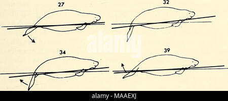 . Ökologie und Verhalten der Manatee (Trichechus Manatus) in Florida. Abb. 16. Seitliche Ansicht einer Kreuzfahrt Manatee. Zeichnungen sind von einem 8-mm-Film Sequenz und eine vollständige Schwingung der Schwanz umfassen. Pfeile zeigen an di-Rection der Bewegung. Die schwere, die durch ungefähren Mitte des Tieres Schwerpunkt stellen die lange Achse des Körpers und der leichte Abweichungen von der horizontalen Ebene (helle Linien), die von jedem Schlaganfall hervorgerufenen illustrieren. Die Nummern beziehen sich auf die Anzahl der film Frame. beim Schwimmen. Seekühe fehlen auch die peduncular Muskulatur der Cetacea gefunden und Stockfoto