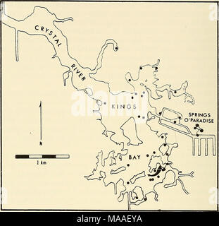 . Ökologie und Verhalten der Manatee (Trichechus Manatus) in Florida. Abb. 3. Karte von Kings Bay und den Oberlauf des Crystal River zeigt die Standorte der Hauptfeder (solid Dreieck) und anderen großen Federn (feste Kreise). Pfeil zeigt an, dass der Kurs der Hauptfeder. tus, s. pusillus, Ruppia maritima, Zannichellia palustris, Najas guada - lupensis, Vallisneria neotropicalis, Elodea densa, Hydrilla verticil-lata. Von diesen, Hydrilla, Myriophyllum und Vallisneria waren reichlich vorhanden. Ihre Verteilung ist in Abb. 1 gezeigt. 4. Die prozentuale Häufigkeit des Auftretens der Th bestimmen Stockfoto