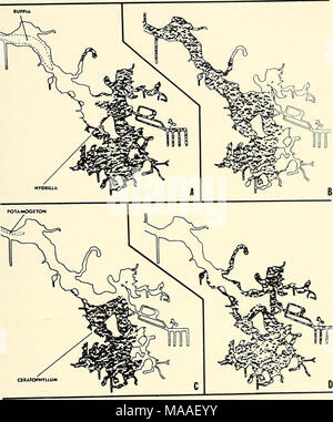 . Ökologie und Verhalten der Manatee (Trichechus Manatus) in Florida. Abb. 4. Verteilung von wichtigen untergetauchten Wasserpflanzen in Kings Bay und den Oberlauf des Crystal River: A, elodea {Hydrilla Verticillata) und Wid-geongrass (Ruppia maritima); B, Eurasischen wasser Tausendblatt {Myriophyllum spicatum); C, coontail (Ceratophyllum demersum) und Sago pondweed {Unter pectinatus); D, Wildcelery {Vallisneria neotropicallis). sechs wichtigsten Arten sind in Tabelle 1 angegeben. Die Ergebnisse indi- nen, Hydrilla hatte bei weitem die größte Biomasse. Myriophyllum, Vallisneria und Ceratophyllum Stockfoto