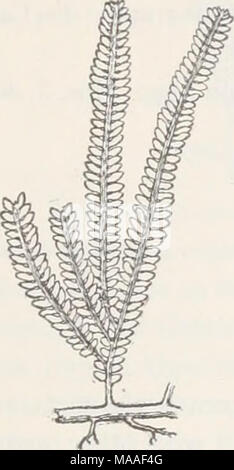 . Ökologische und systematische Studien der Ceylon Arten von Caulerpa. Stockfoto