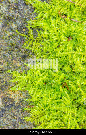 Moss in Oregon Coast Regenwald Stockfoto