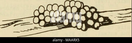 . East Coast Marine Muscheln: Beschreibungen von Shore Muscheln zusammen mit vielen Leben unter tide Mark, von Maine zu Texas inclusive, vor allem in Florida, mit mehr als tausend Zeichnungen und Fotografien. Abb., 52 Egga von Pomacea POMACEA PALUDOSA FLAVA Gray, eine auffallende gelbe Schale, ohne Bänder. Diese Sorte ist in den Kanälen in der Nähe von Pinecrest auf dem Tamiami Trail gesammelt worden. Zentrale Everglades und in der Nähe von Miami, Florida Stockfoto