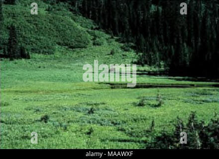 . Ökologisch bedeutsamen Feuchtgebiete in der North Fork Flathead River. Stockfoto